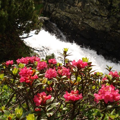 Almrauschblüte im Dösental