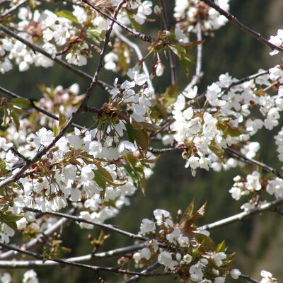 Frühling in Mallnitz
