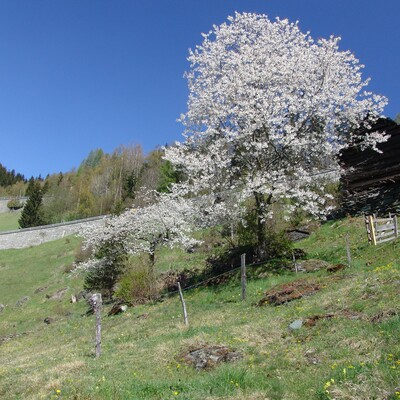 Frühling in Mallnitz