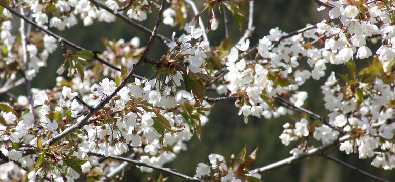 Frühling in Mallnitz